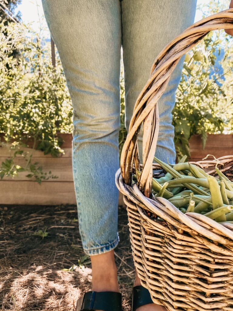 woman holding basket of freshly picked green beans from the garden to save money to eat organic on a budget